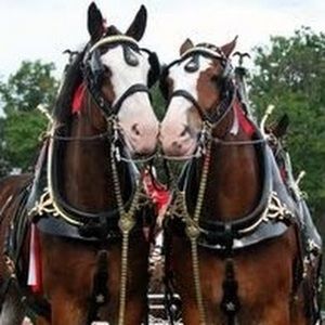 Meet your Posher, Bailey